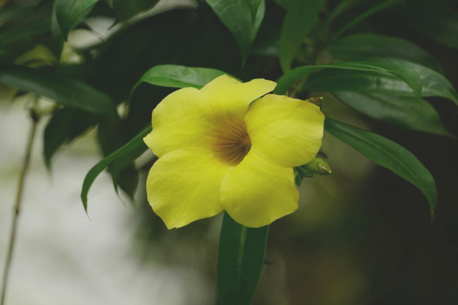 Студенты создают флористические композиции