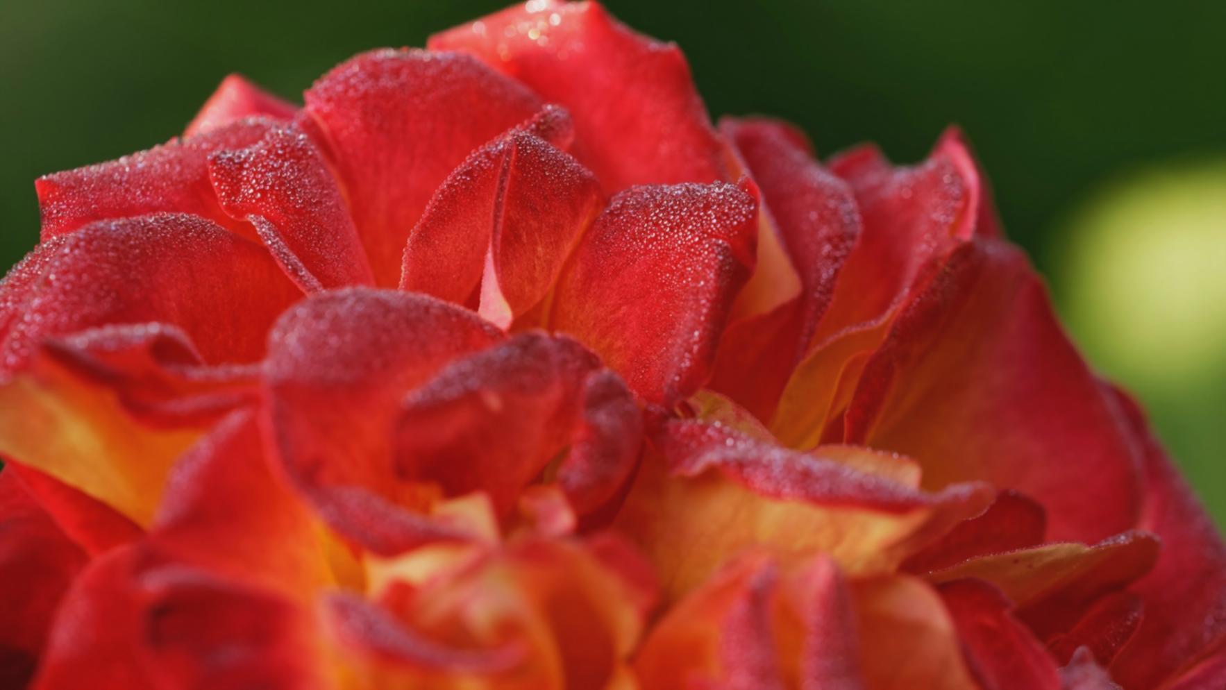 Работа с цветами